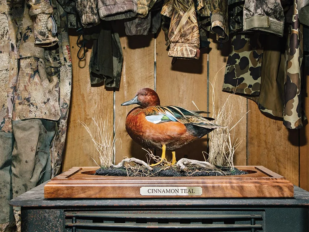 Mike Bard's final Cinnamon Teal waterfowl trophy