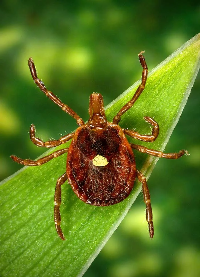 an adult female lone star tick, Amblyomma americanum, on a blade of grass.