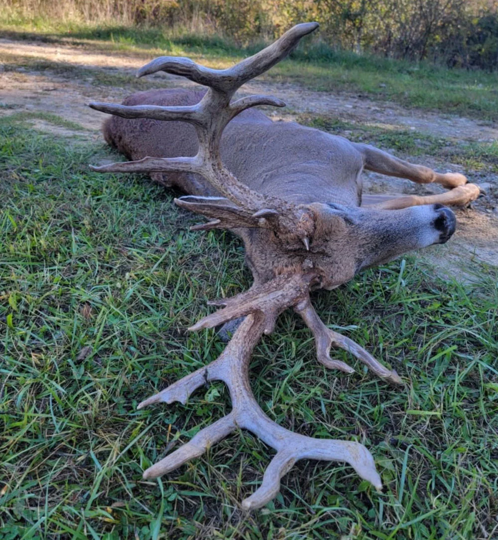 A 230-inch whitetail buck taken by an Ohio hunter. 