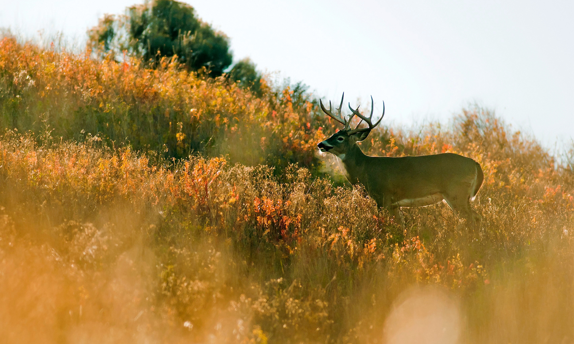 A whitetail buck walks through a brush field in the morning sun. 