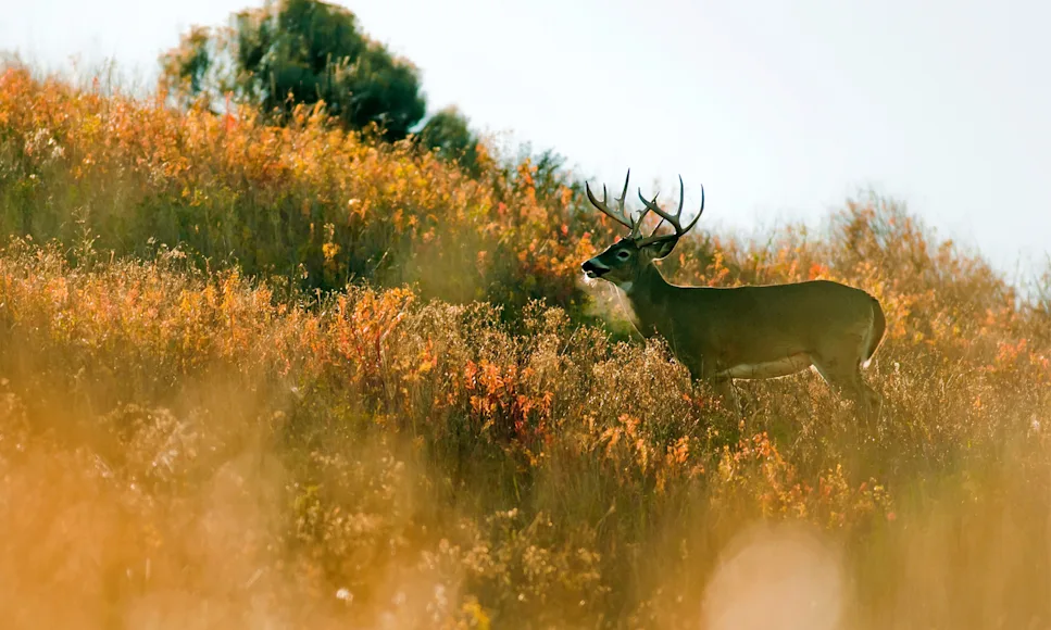 A whitetail buck walks through a brush field in the morning sun.