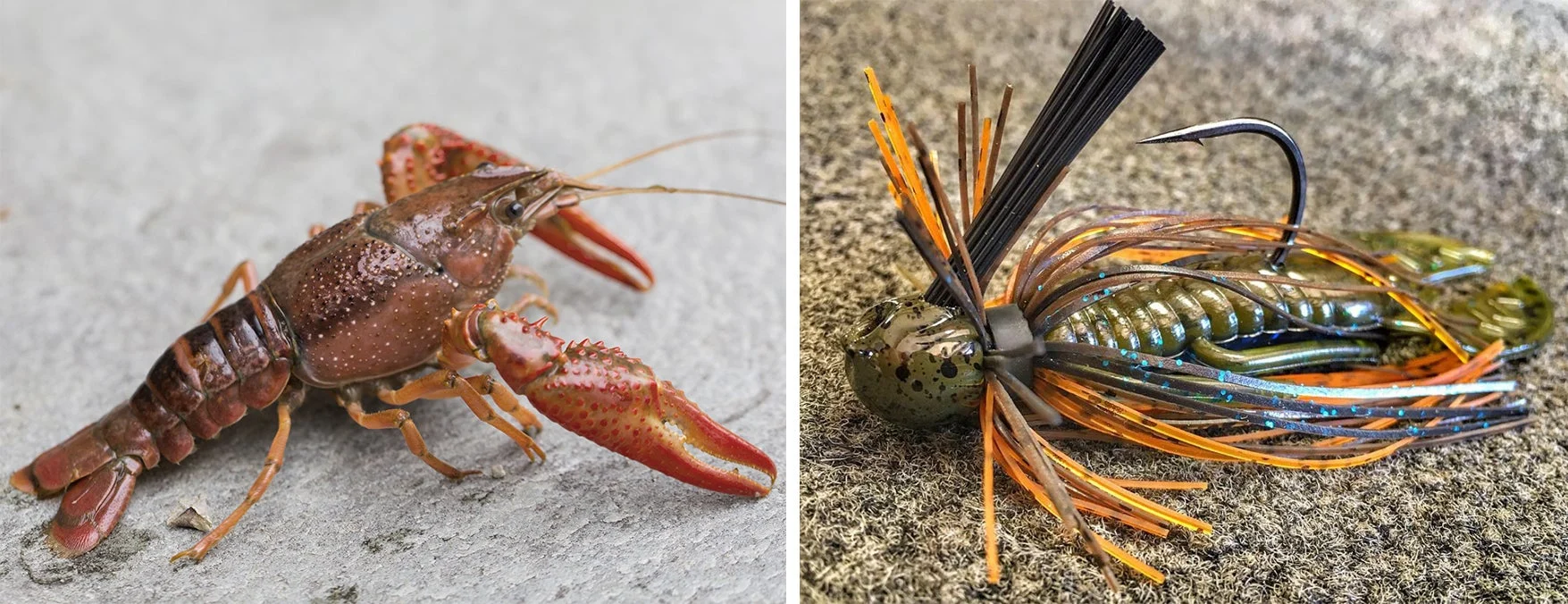 a photo of a real crawfish next to a jig meant to imitate one