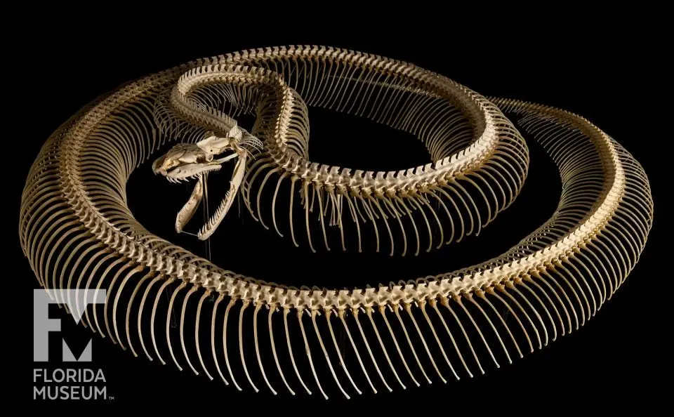photo of python skeleton
