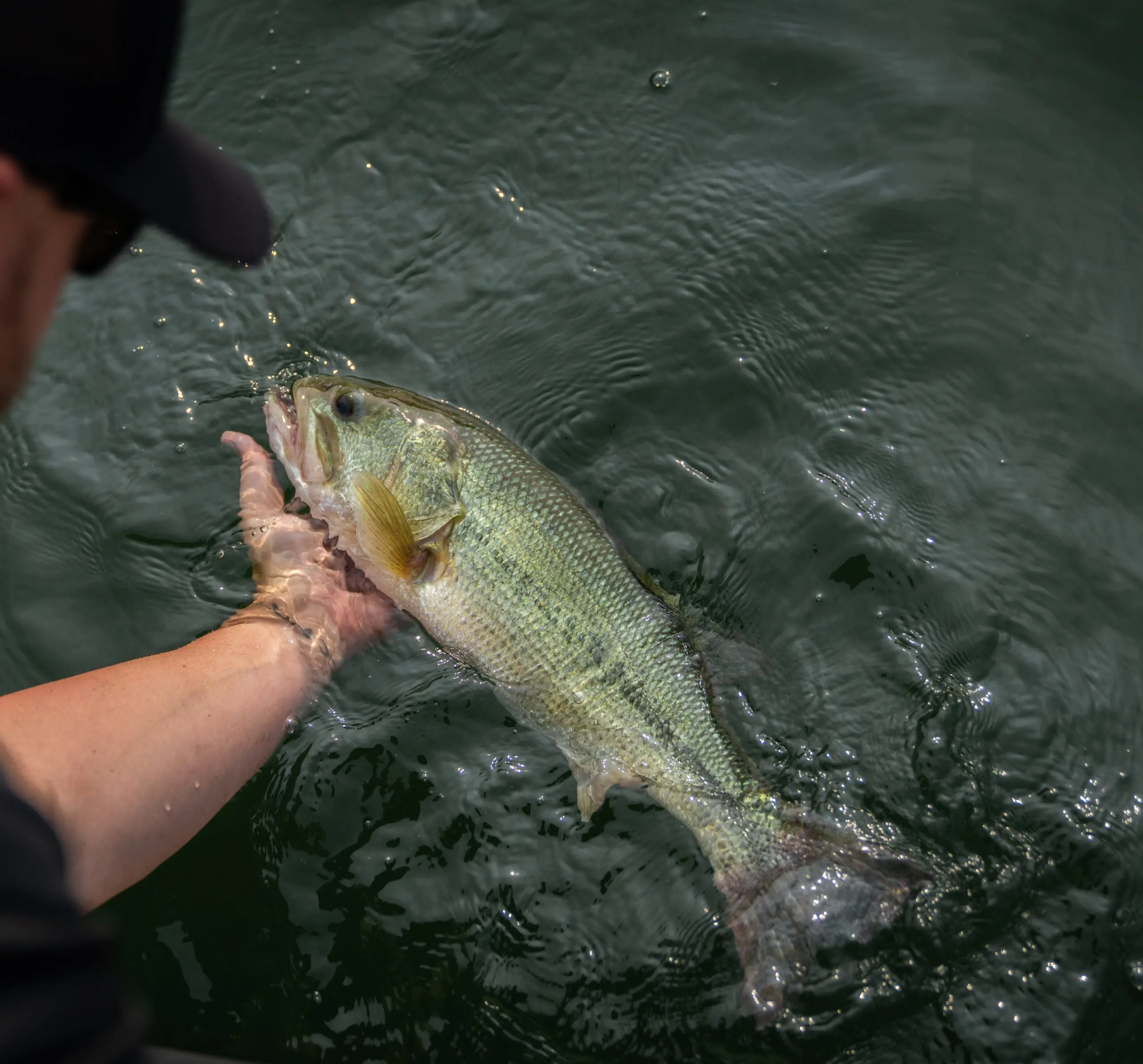 An angler admires a nice fish before releasing it