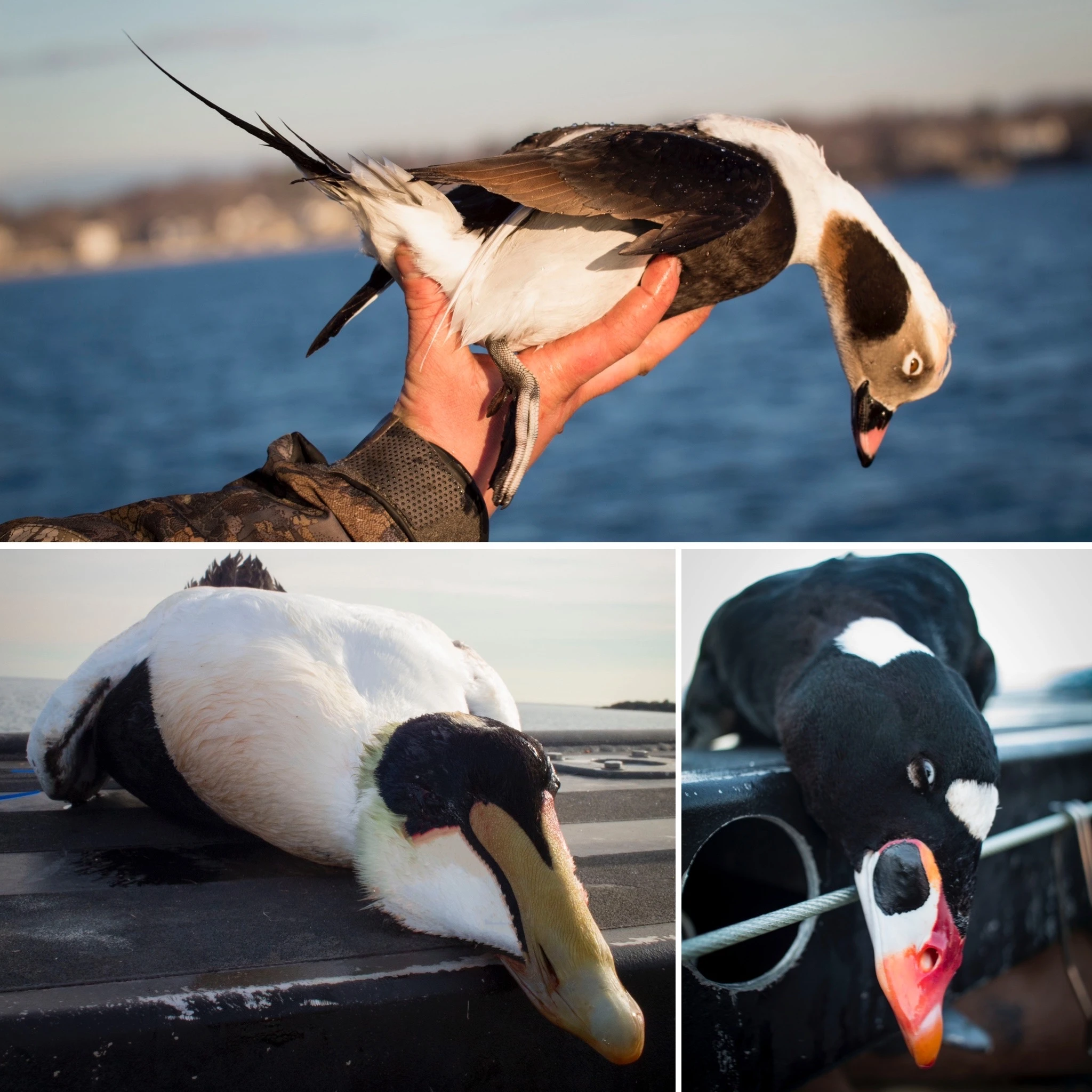 A collage of sea ducks