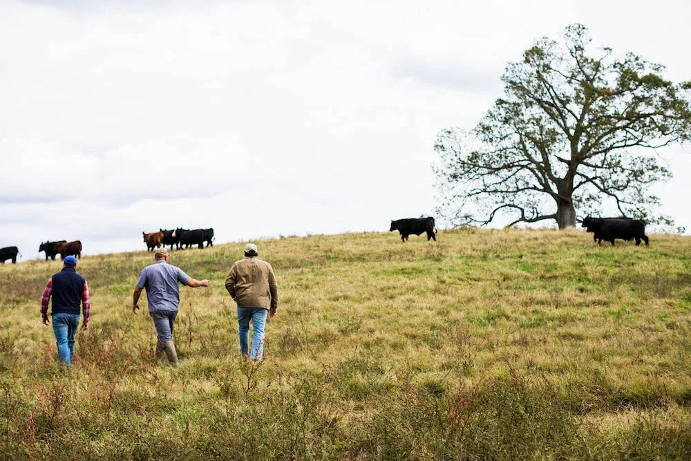 Porter Road founders walking on cattle farm