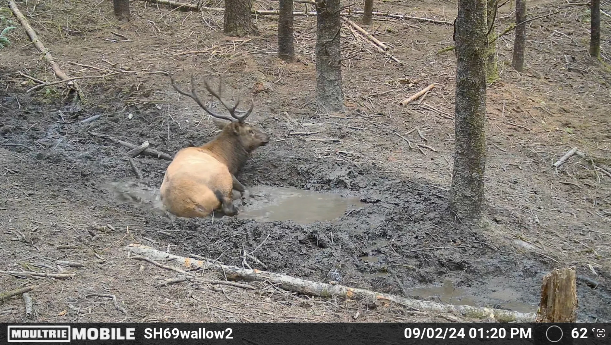 A trail camera photo of an elk on a walley. 