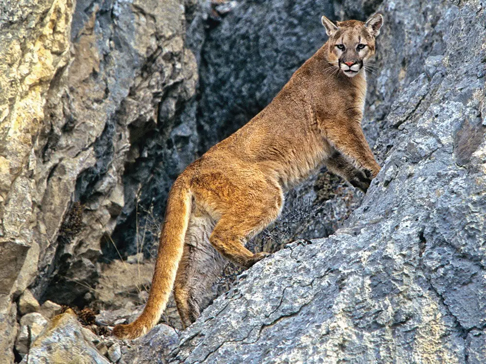 Colorado and Idaho Mountain Lions