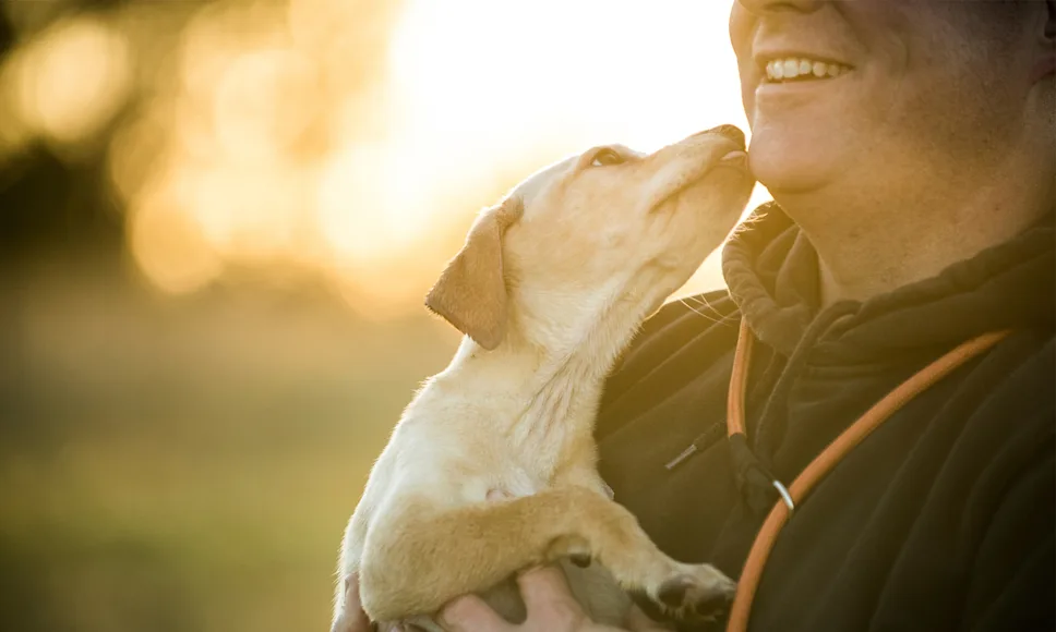 man holds a young dog and smiles while getting his face licked