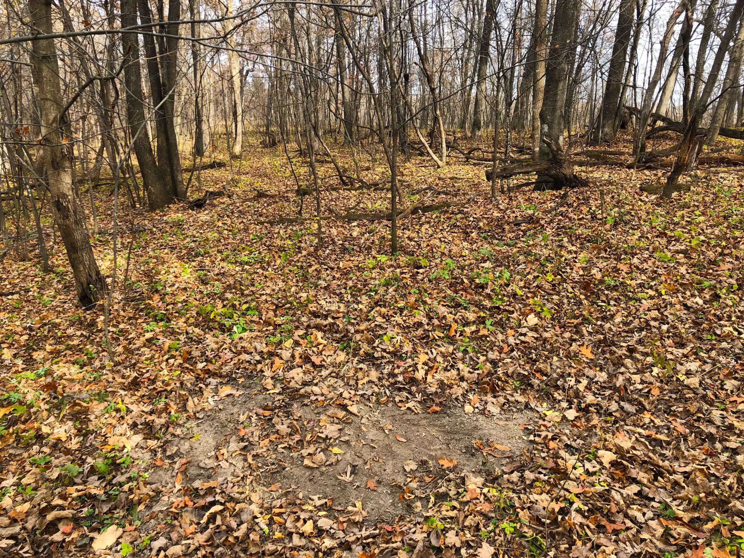 photo of a deer scrape