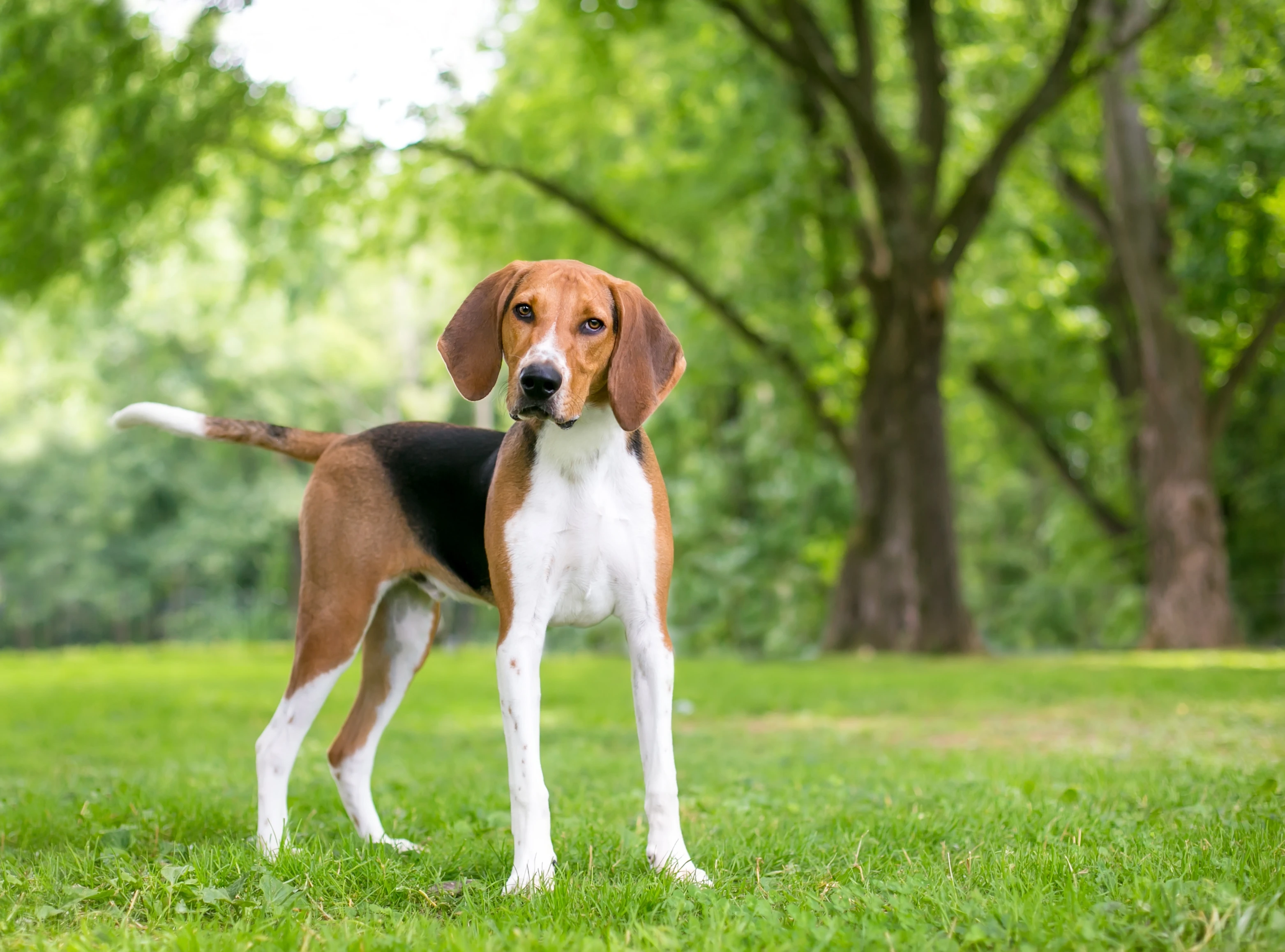 An American fox hound stands on a lawn with woods in the background. 