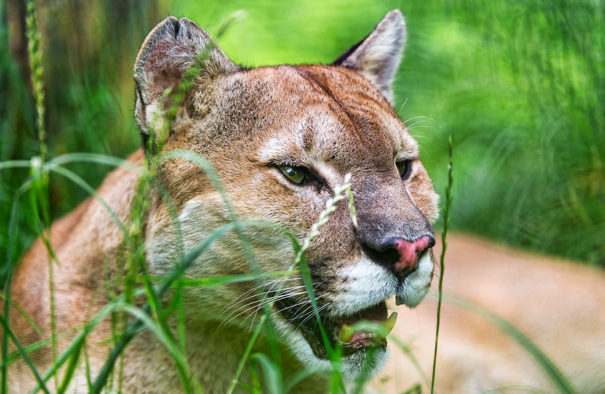 httpswww-fieldandstream-comsitesfieldandstream-comfilesimport2016mountainlion_2-jpg