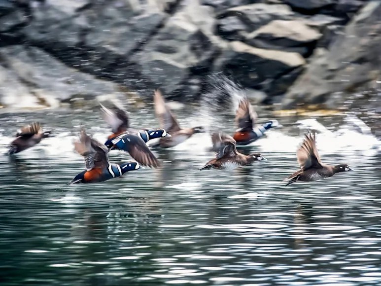 harlequin ducks flying over water