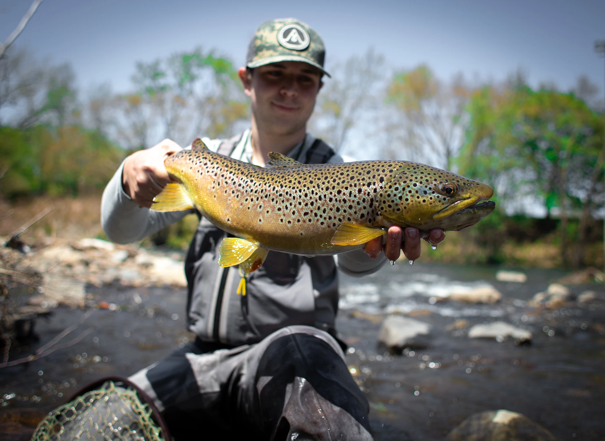 Fly fisherman holds up wild brown trout