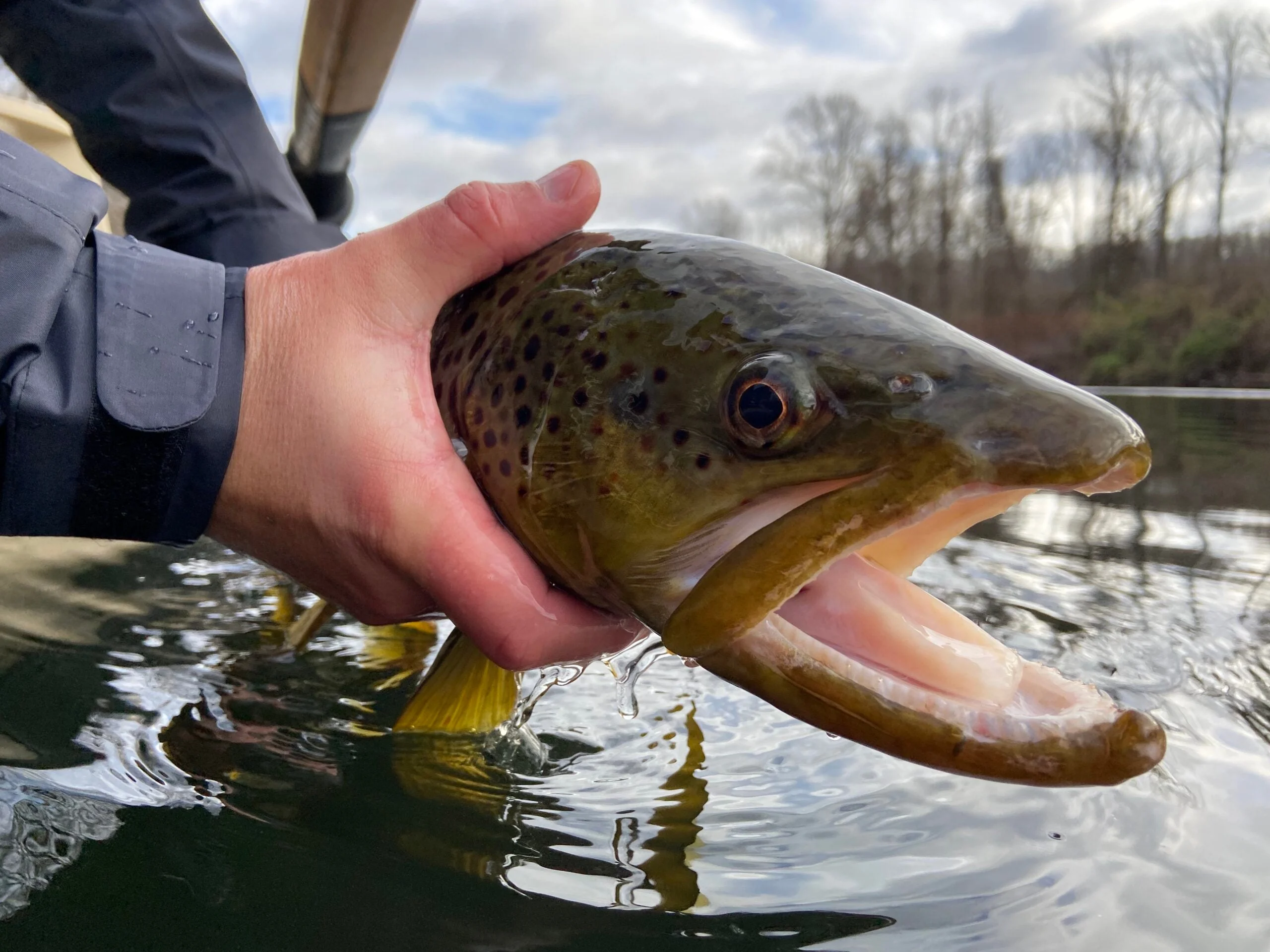 A winter brown trout.