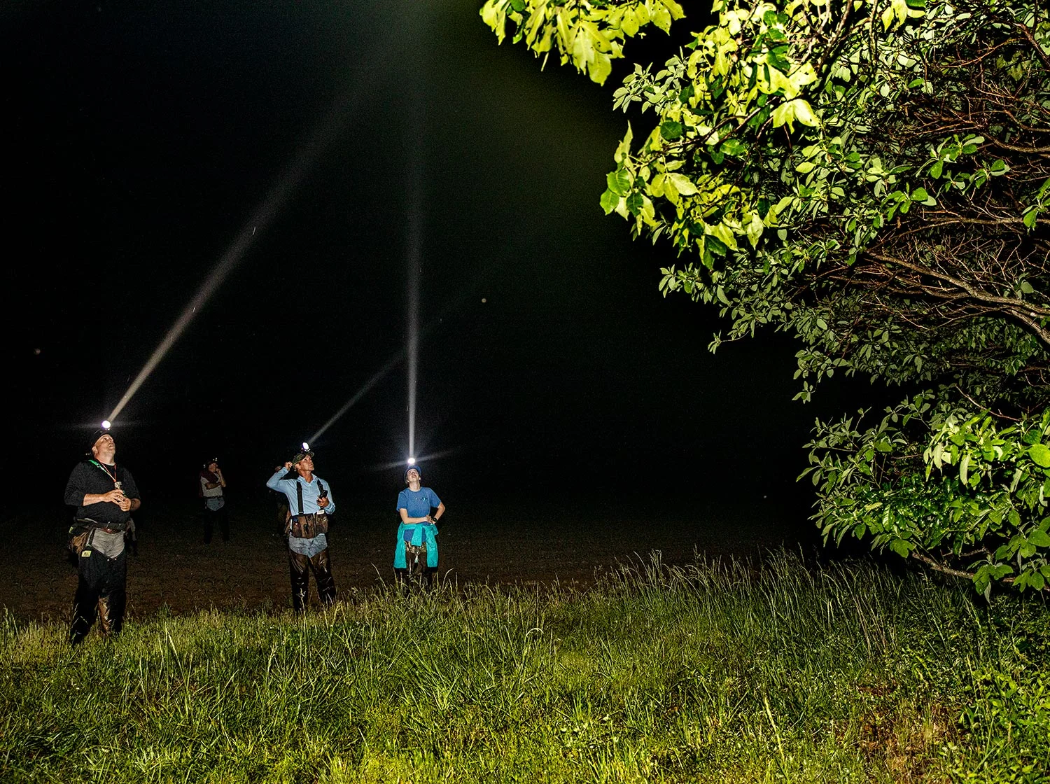 raccoon hunters use headlamps to peer up into trees