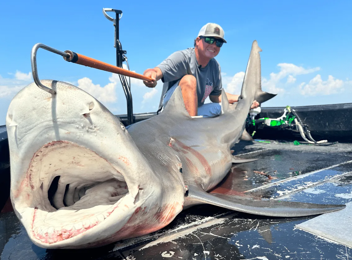 A bow fisherman poses with a record-breaking lemon shark.