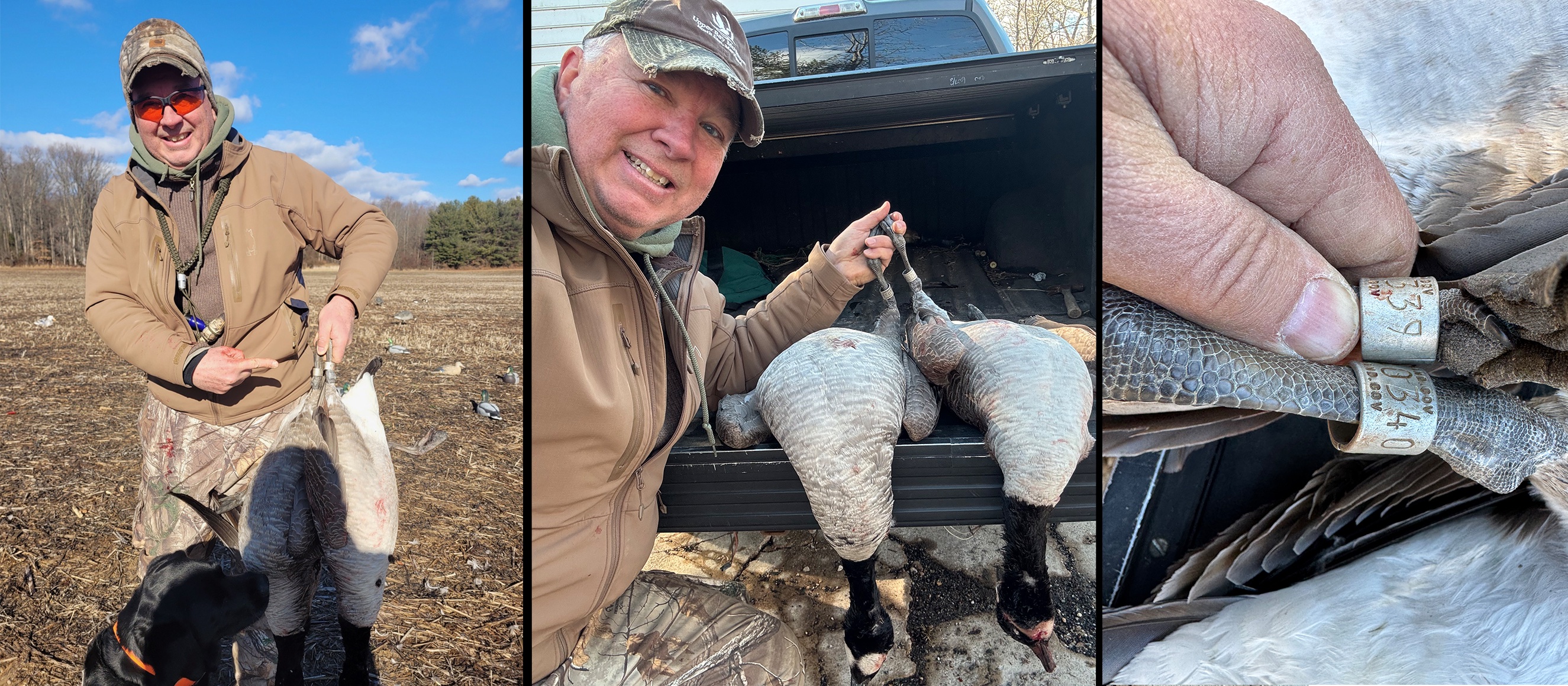 Collage of goose hunter holding banded geese