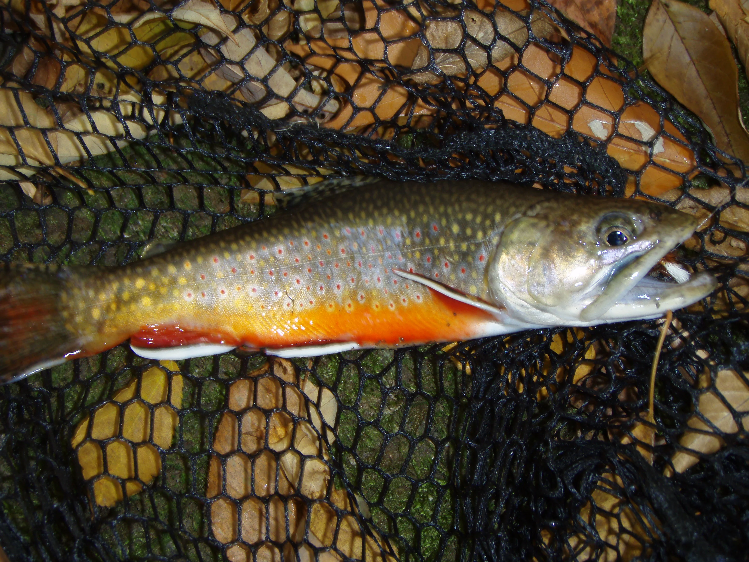 A native brook trout caught in the southern Appalachian Mountains.