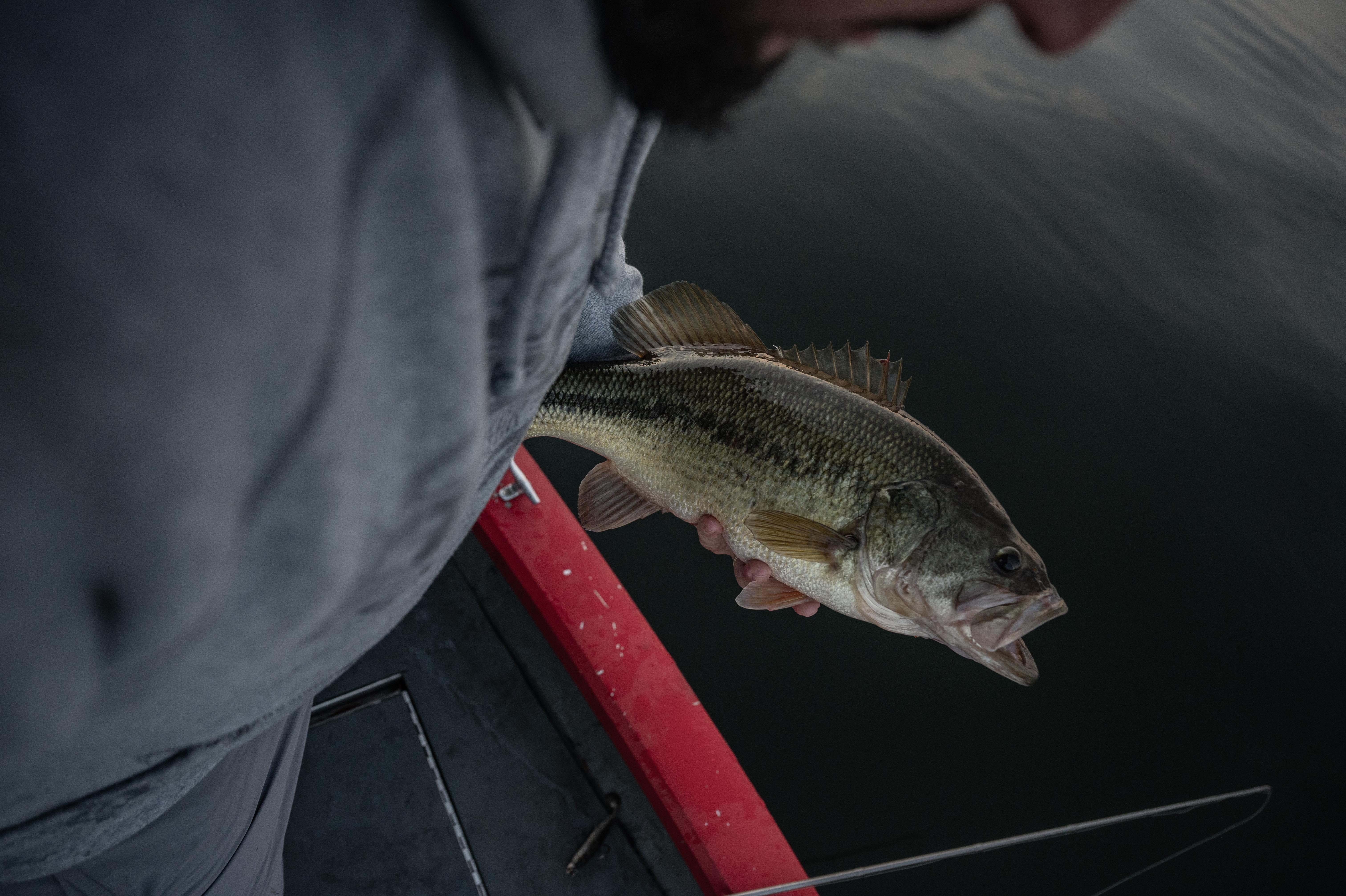 Angler holding bass over water