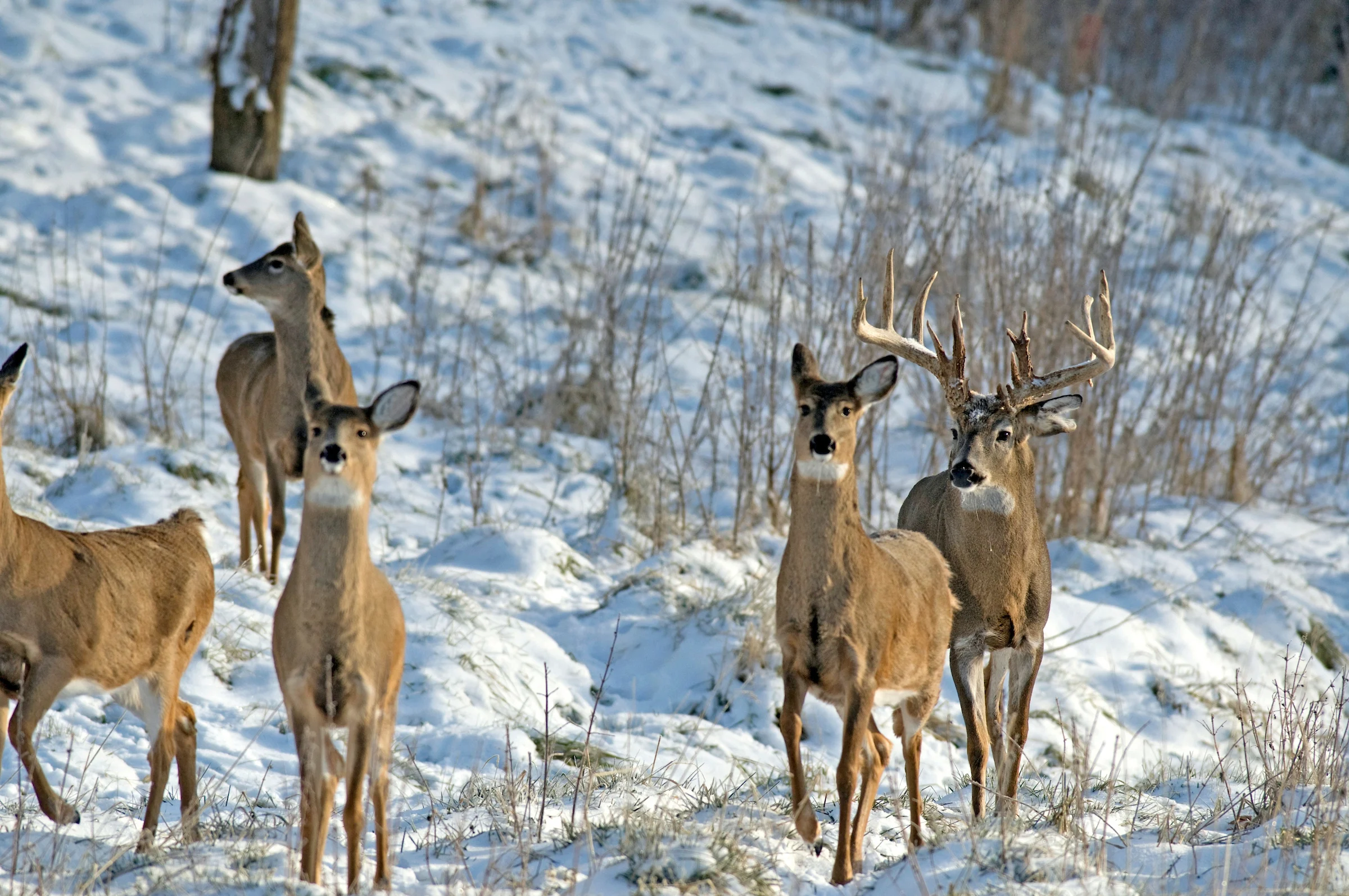 A big buck follows a group of does in the woods in winter.