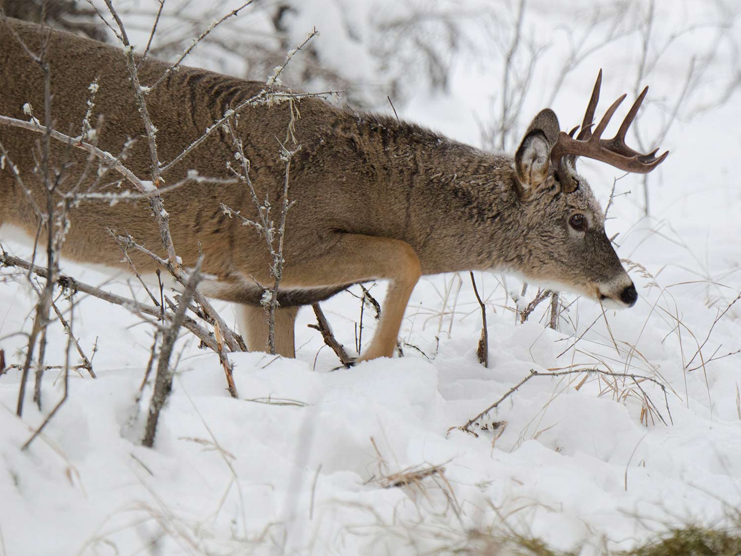 A whitetail buck walks through a field of snow.