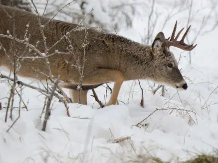 A whitetail buck walks through a field of snow.