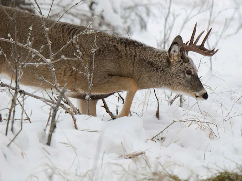 A whitetail buck walks through a field of snow.