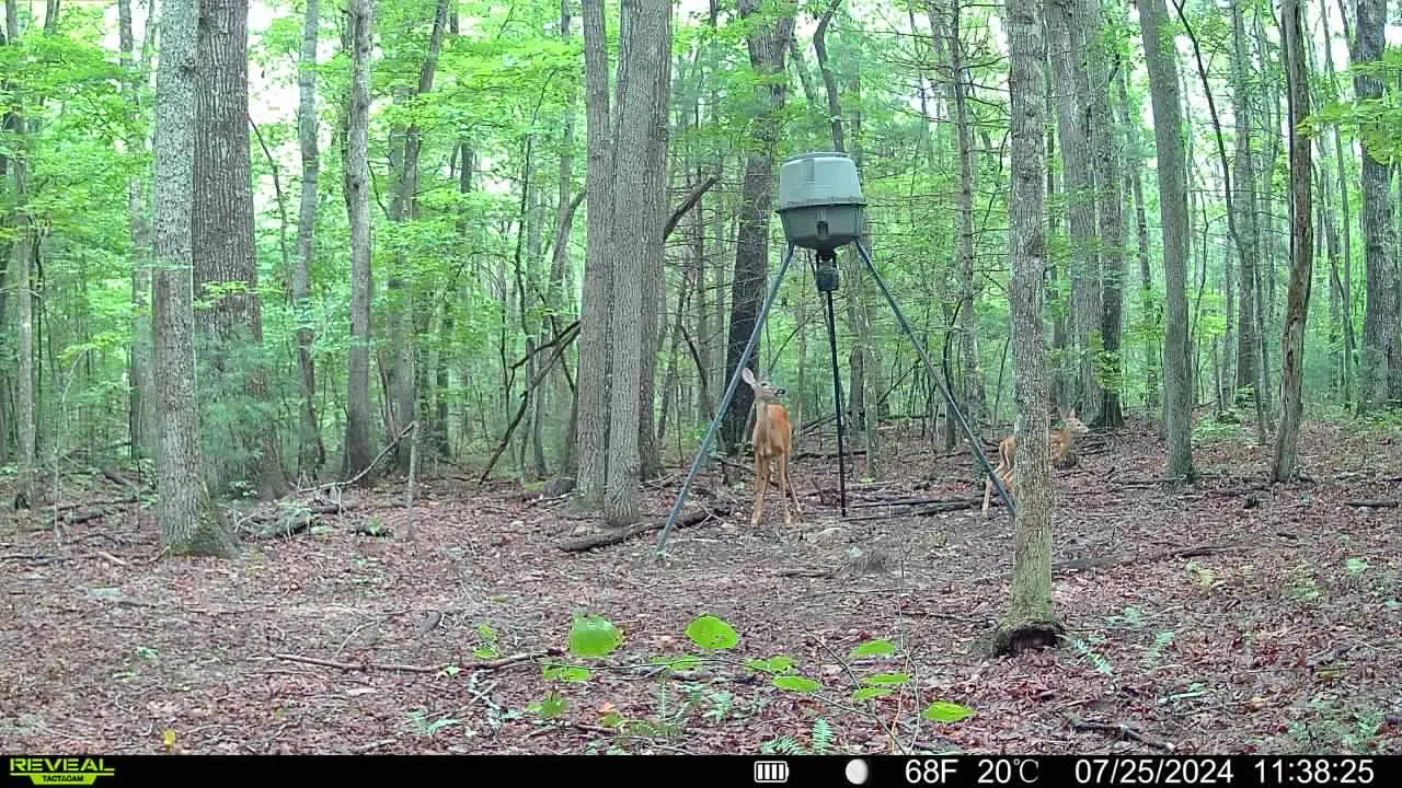 Trail cam photo of whitetail deer eating from feeder