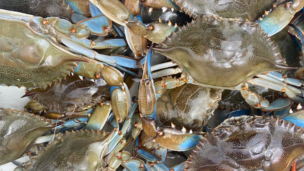 pile of blue crabs