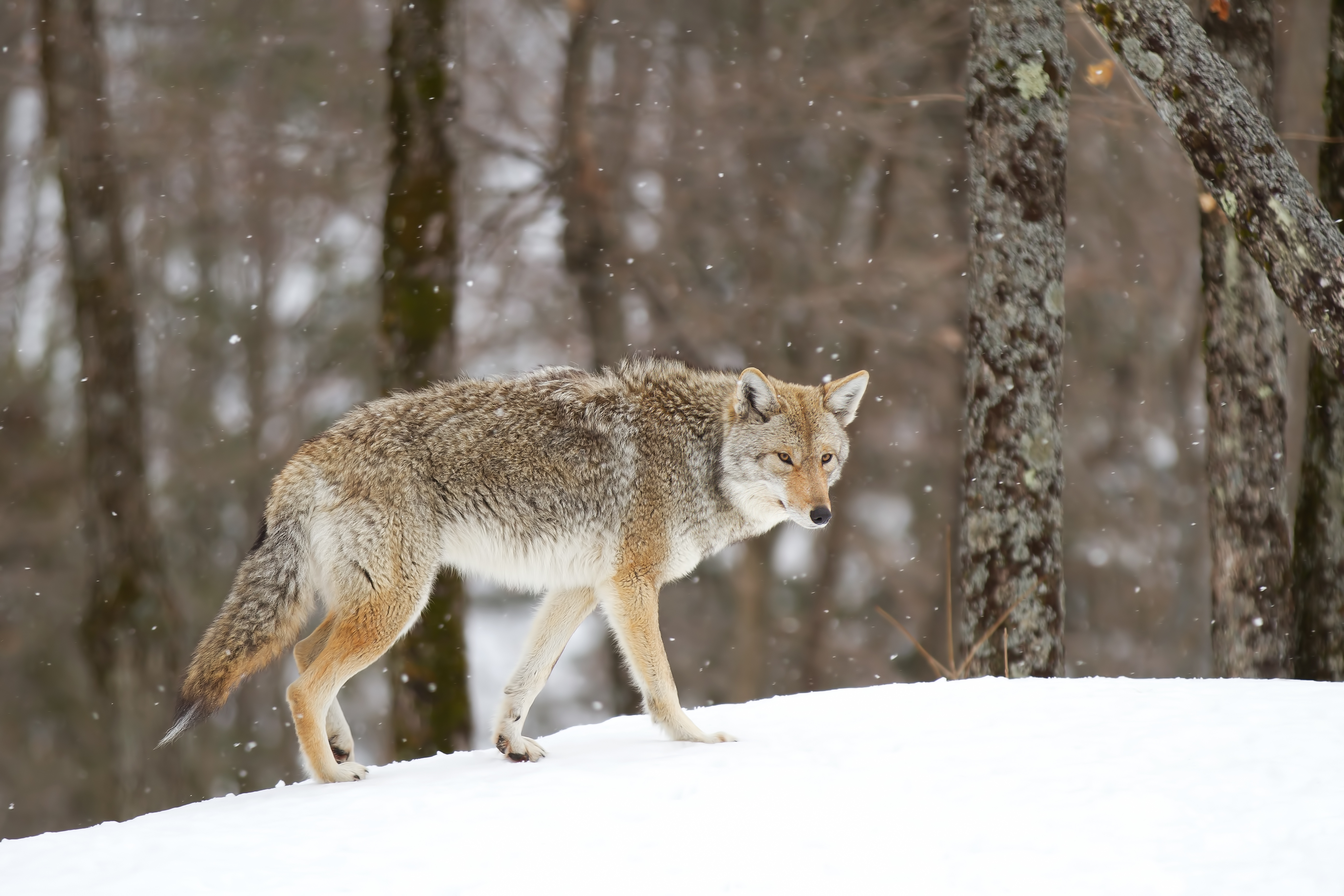 A coyote walking on a snowy hillside. 