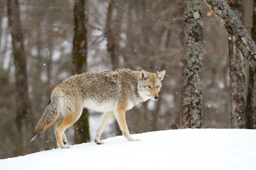 A coyote walking on a snowy hillside.