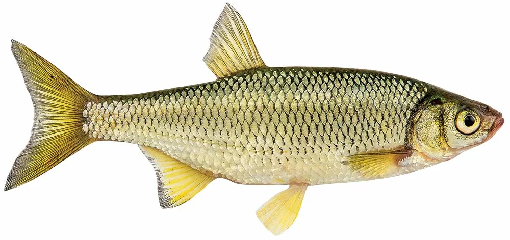 whitefish live bait for northern pike