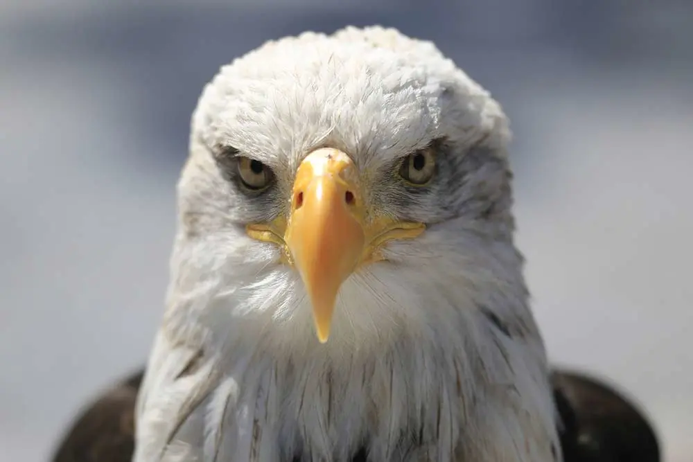 head on view of the american bald eagle