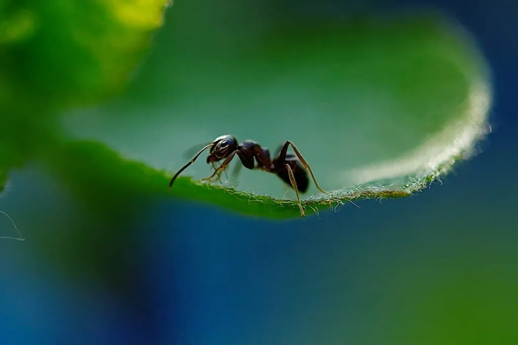 A single black ant on a leaf.