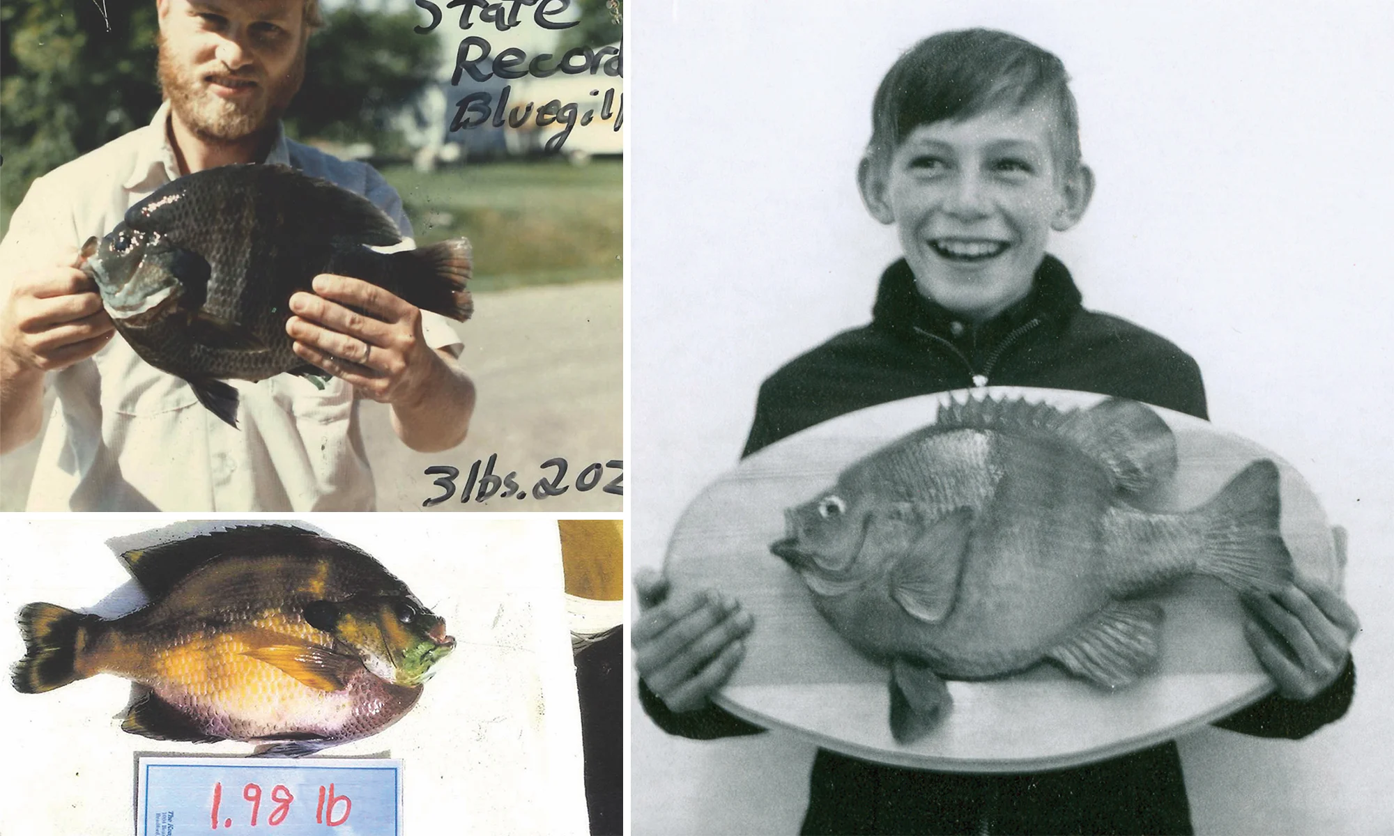 Bluegill2 (1)