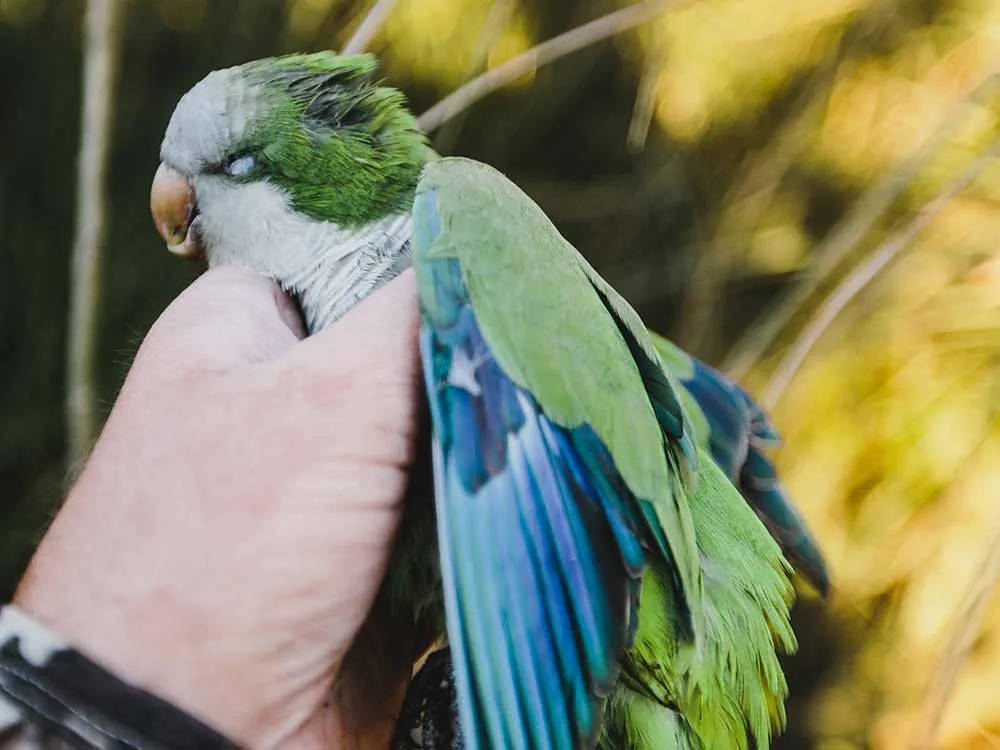 a monk parakeet