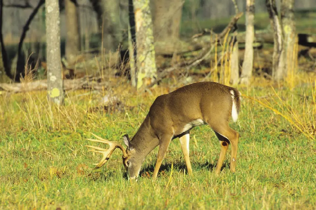 buck feeding in food plot