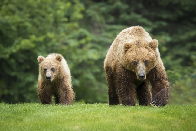 Sow grizzly bear walking next to cub.