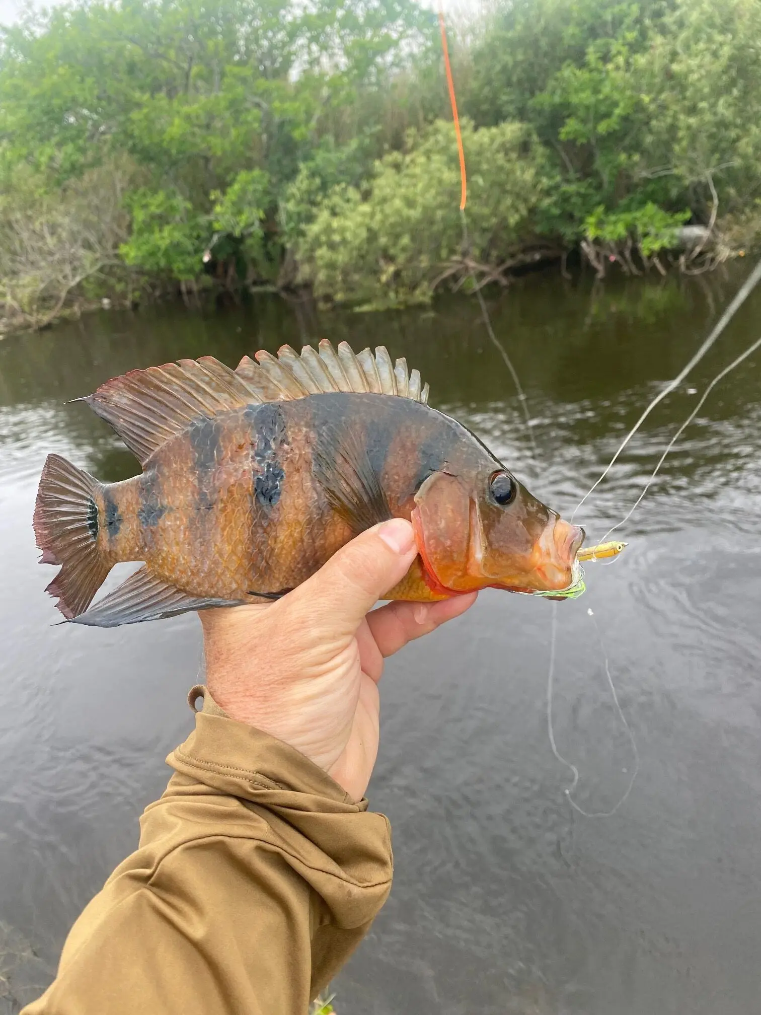 mayan cichlid