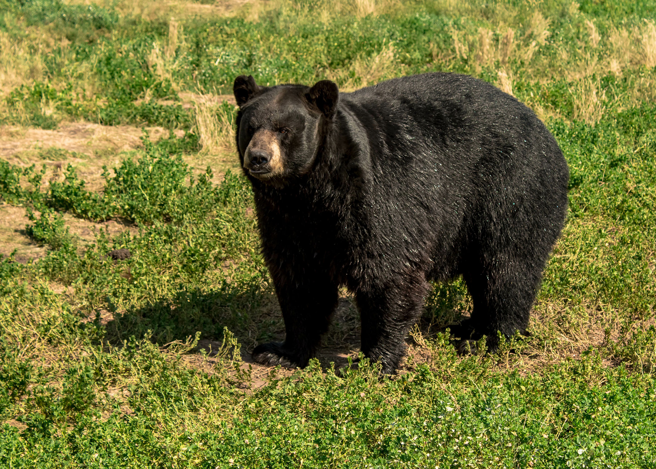 A large black bear walks through an open field. 