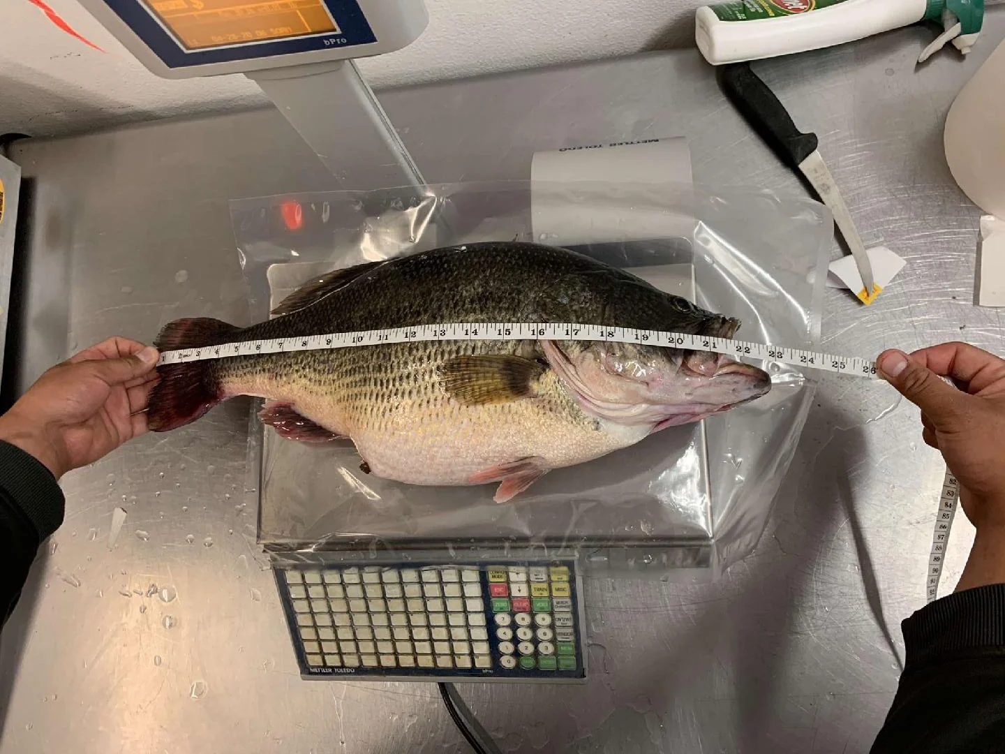 Biologists measure a state-record largemouth bass in South Dakota. 