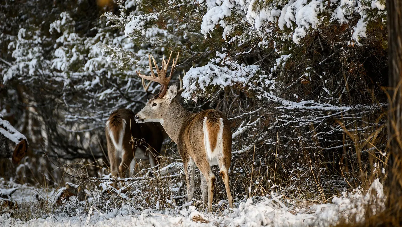 what do deer eat in the winter