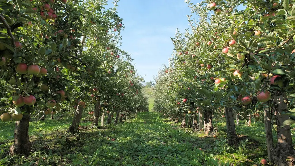 Ready to pick ripe apples at the orchard on the nice day.