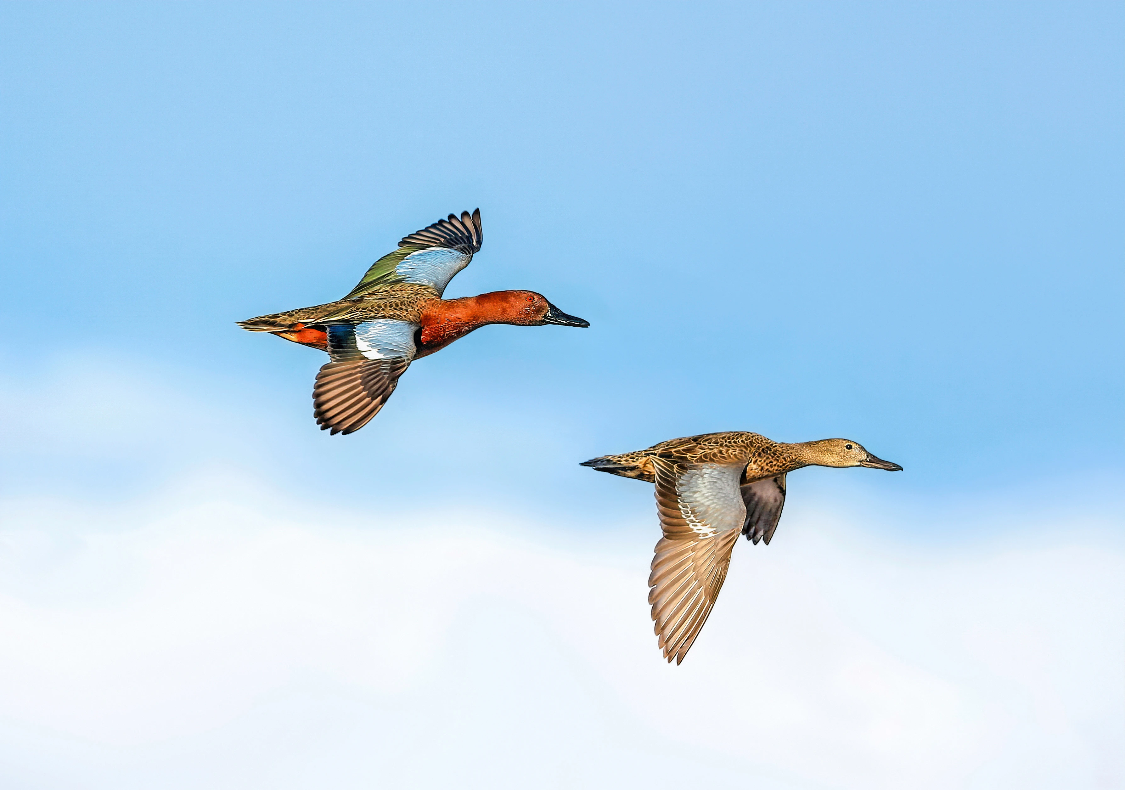 A drake and hen cinnamon teal in flight