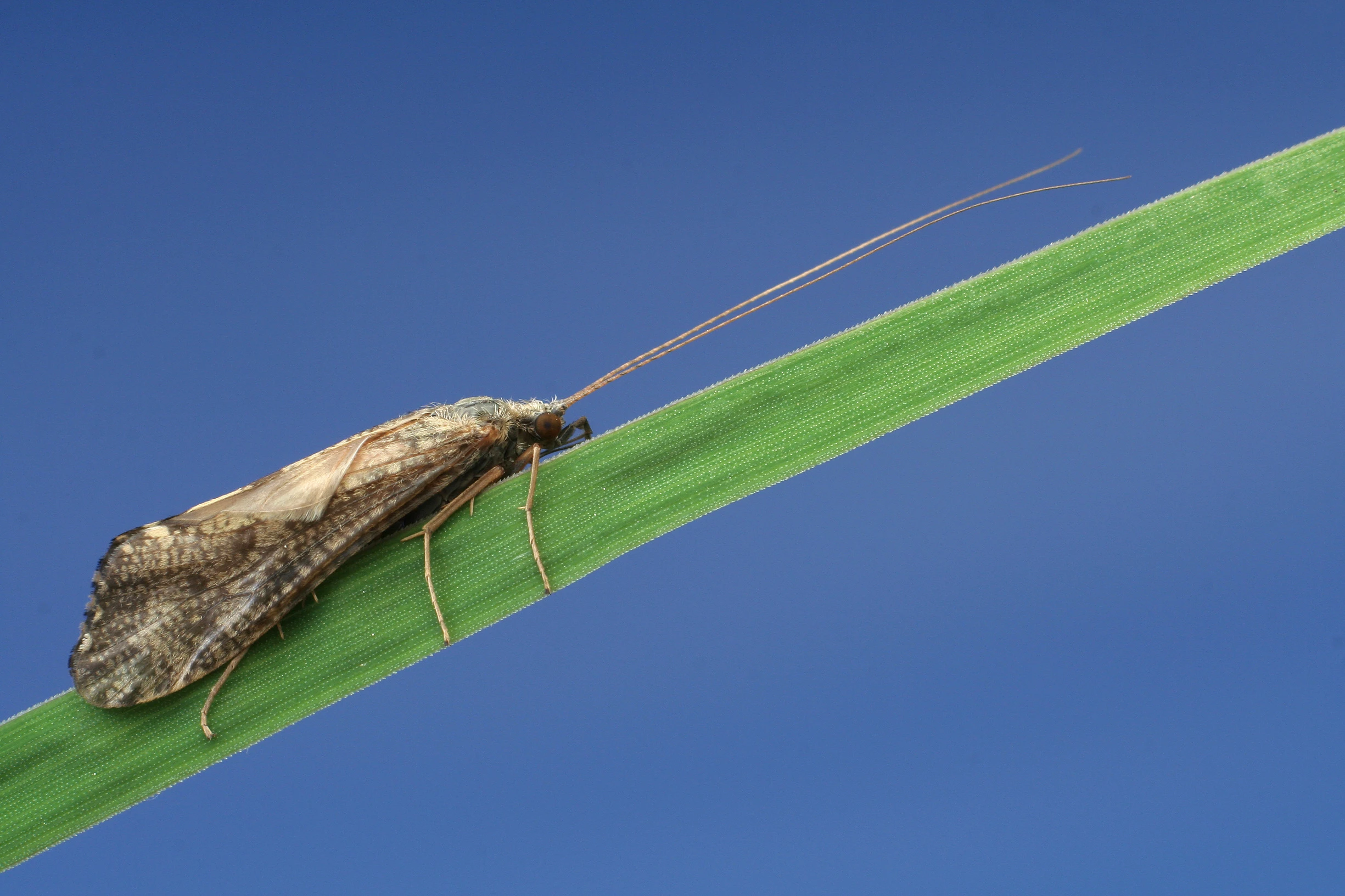 Caddis fly on a green leaf against the blue sky