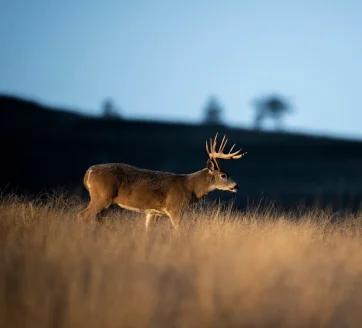 A big whitetail buck walks through a grassy tan field before dusk. 