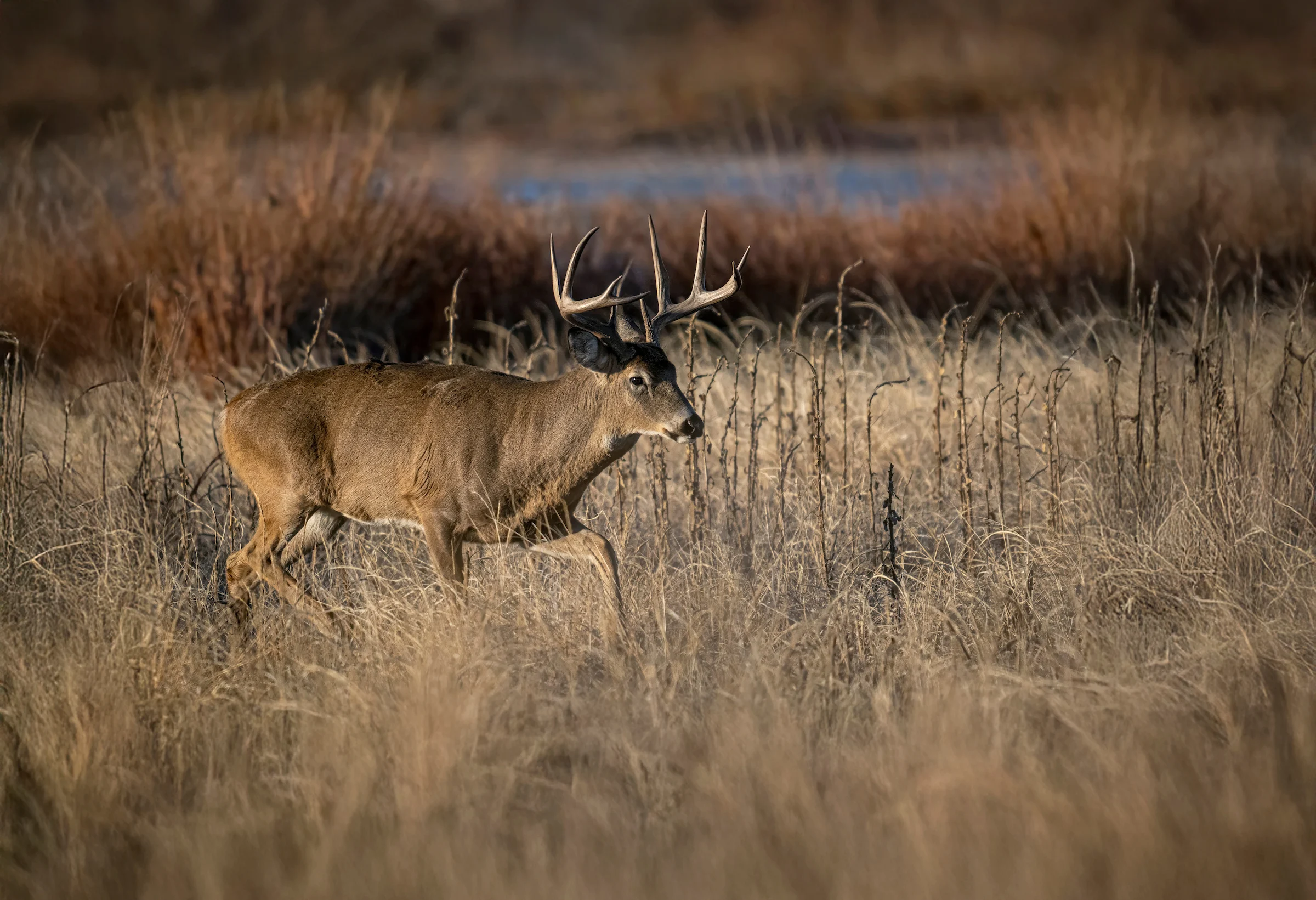 A whitetail buck strides across a marshy area, with water in the background. 