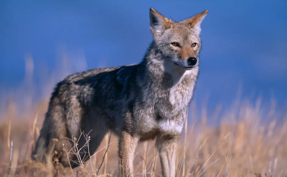 a western coyote scans for prey