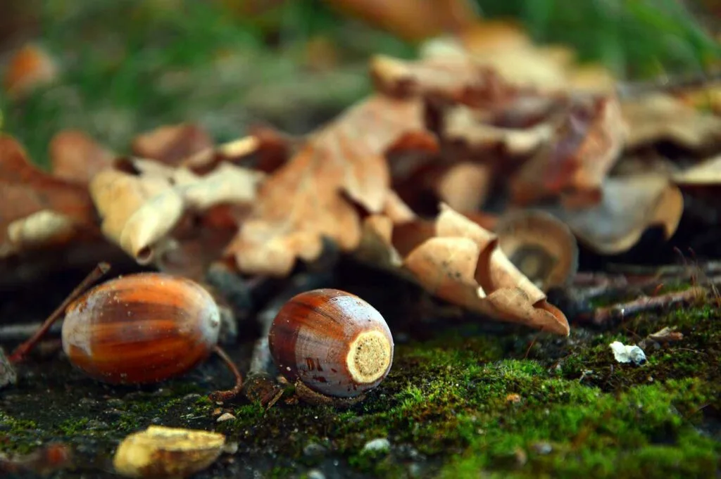 A pile of acorns and leaves on the ground.